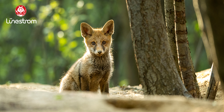Lünestrom unterstützt den Artenschutz in der Region mit Spendenkampagne
